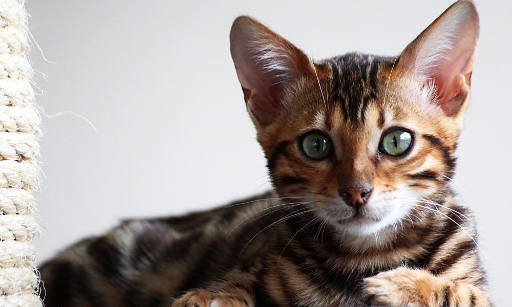 Young Bengal cat on a cat tree