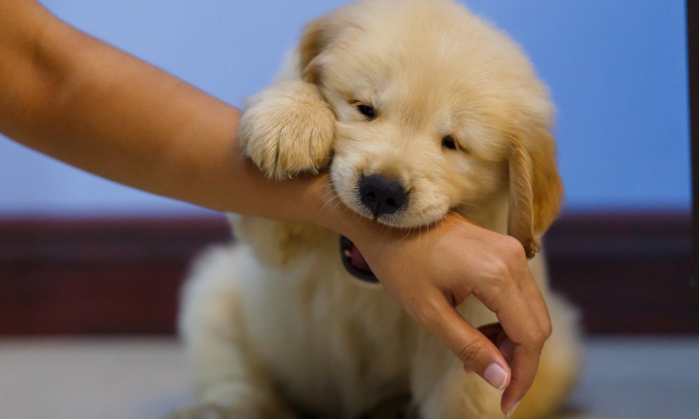 Puppy biting arm