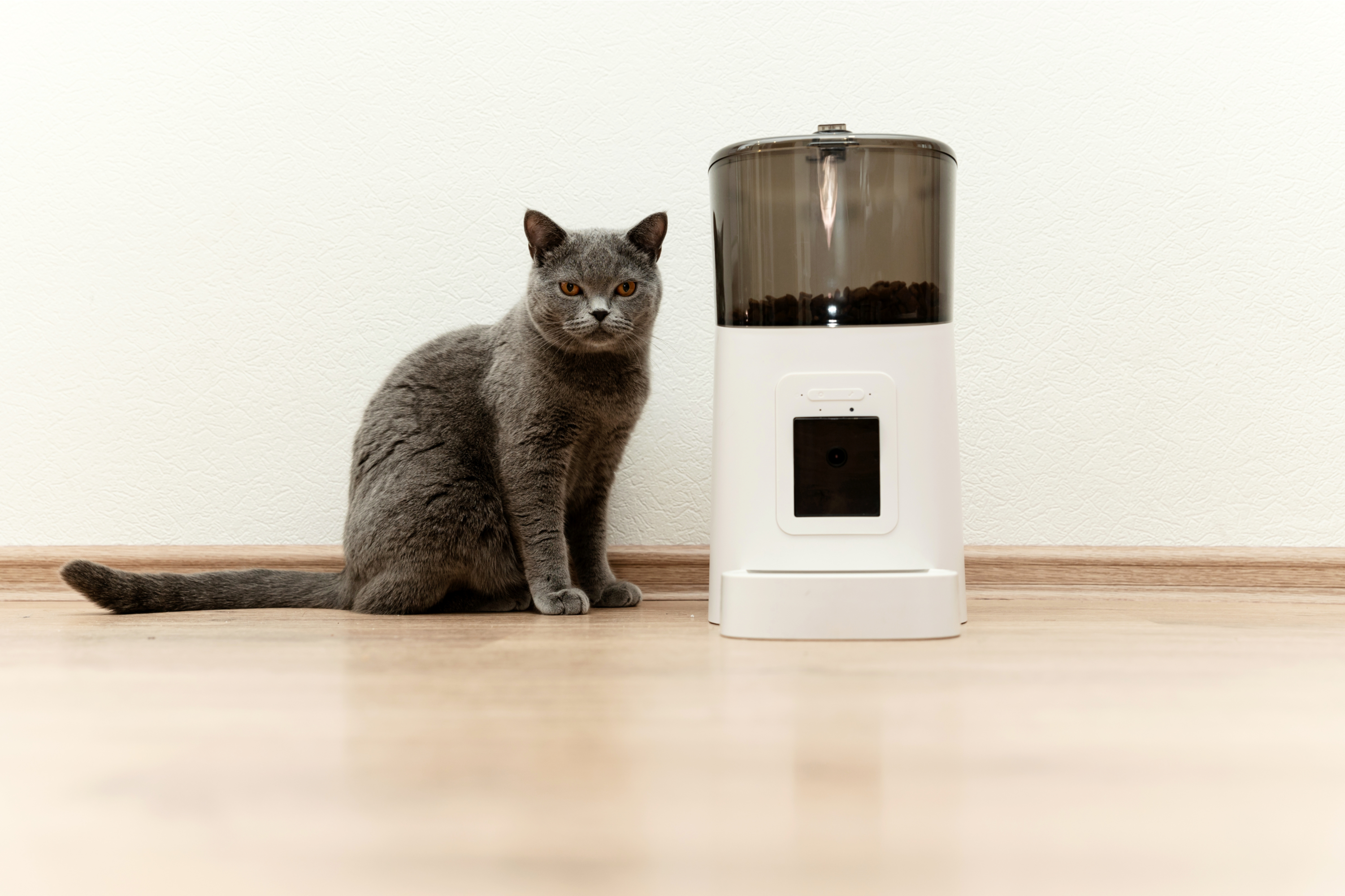 Cat food auto outlet feeder