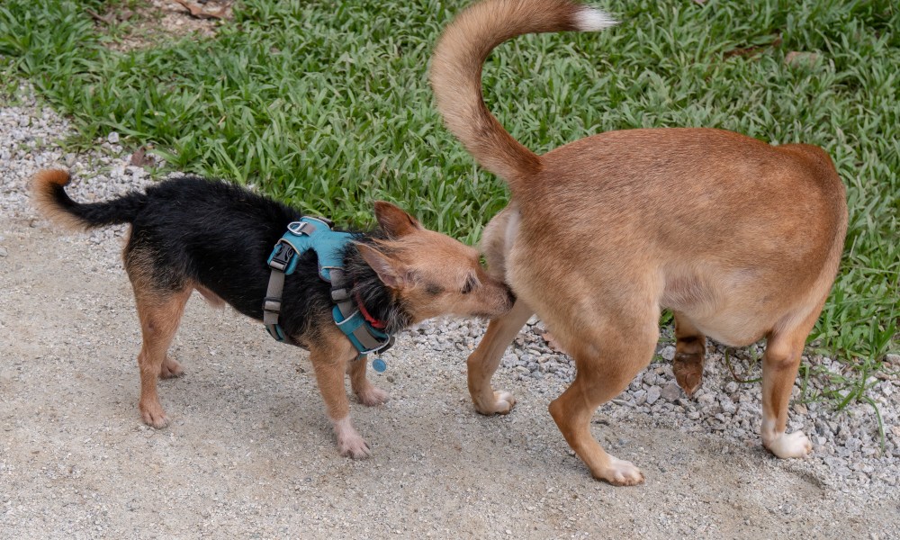 A small dog sniffing a large dog's butt