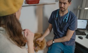 A woman in a dark yellow hat, a Pomeranian and a vet