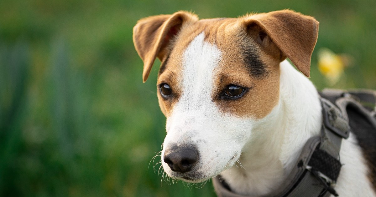 Are Jack Russell Terriers Hypoallergenic, and Do They Shed? – The Native Pet