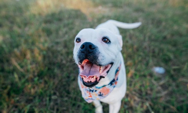 An American bulldog with tongue out standing in grass