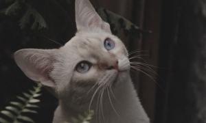 A close-up shot of a blue-eyed white cat