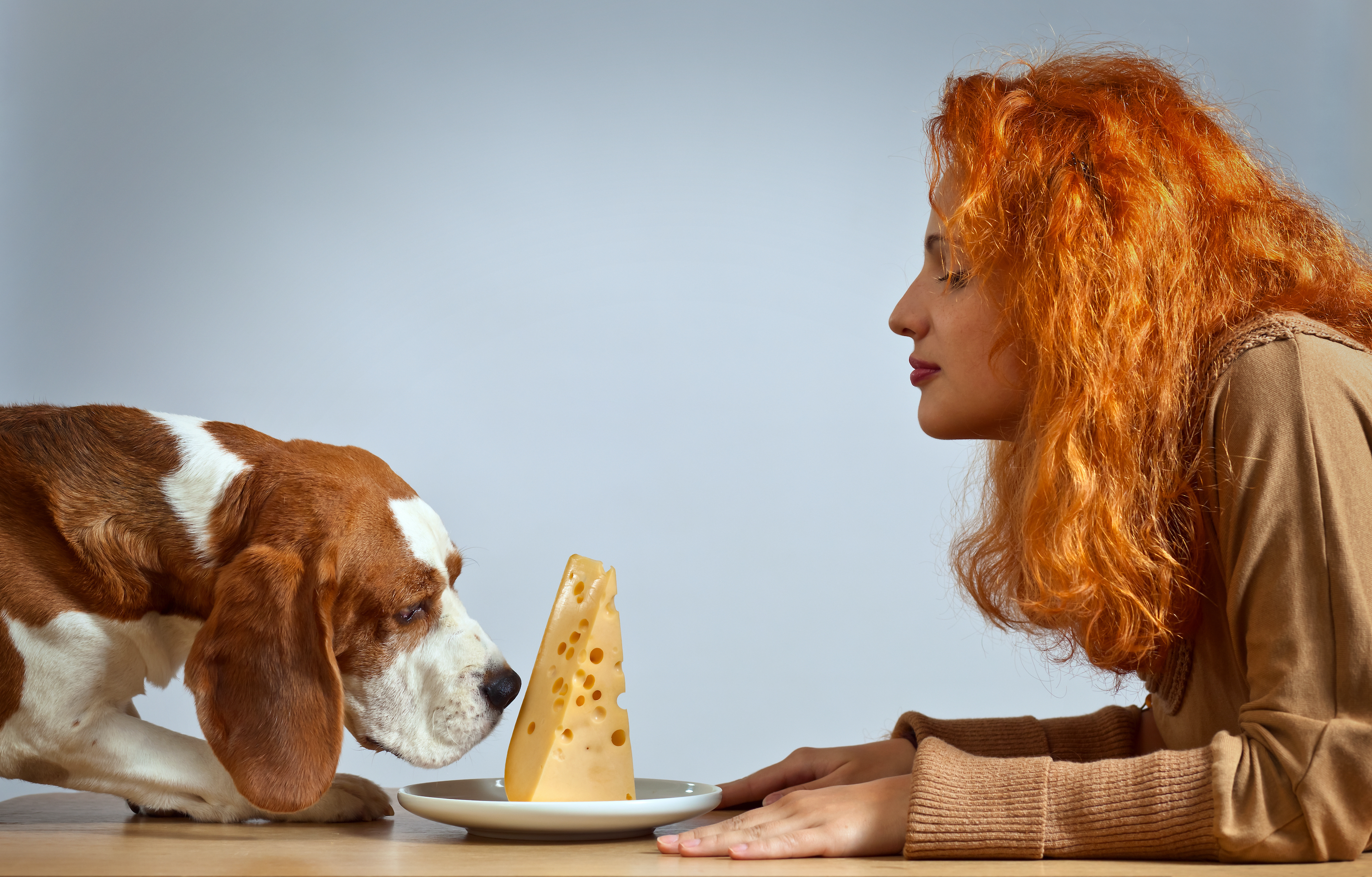 is cheese toxic for dogs