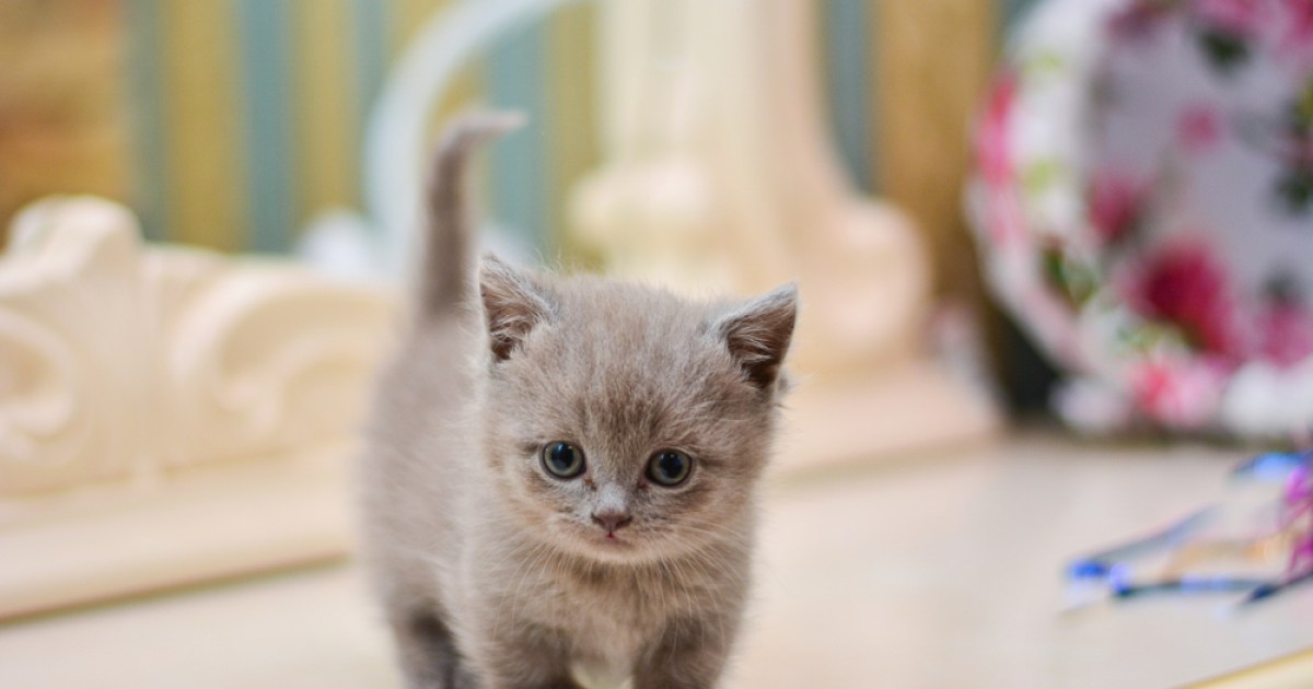 How Much Does a Munchkin Cat Cost? 2024 Price Guide