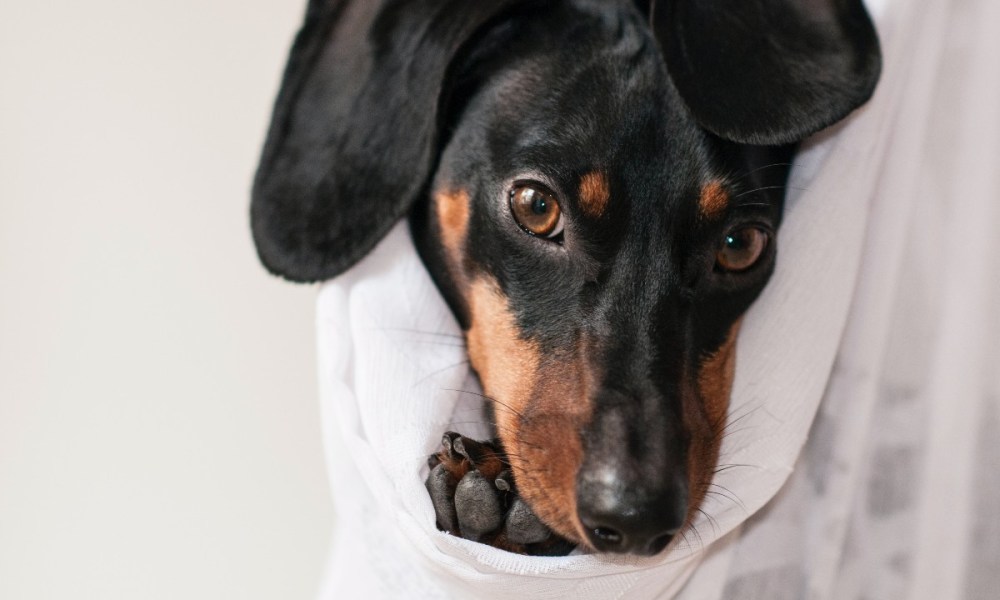 Dog with flappy ears in bed