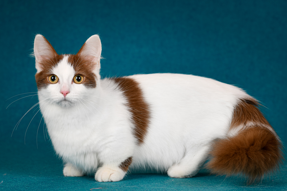 Munchkin Cat – A Buyers and Owners Guide With Breed Information, Facts and  FAQs - Munchkin Cat Guide
