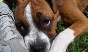 Sad dog resting his head near a shoe