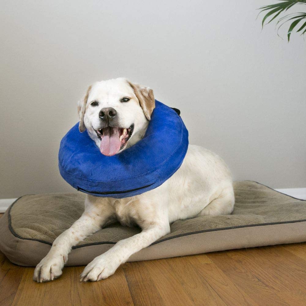 Alternative to outlet dog cone petsmart