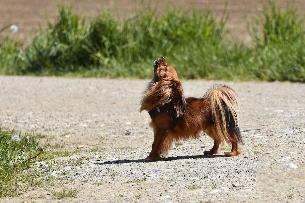 Lhasa store apso howling