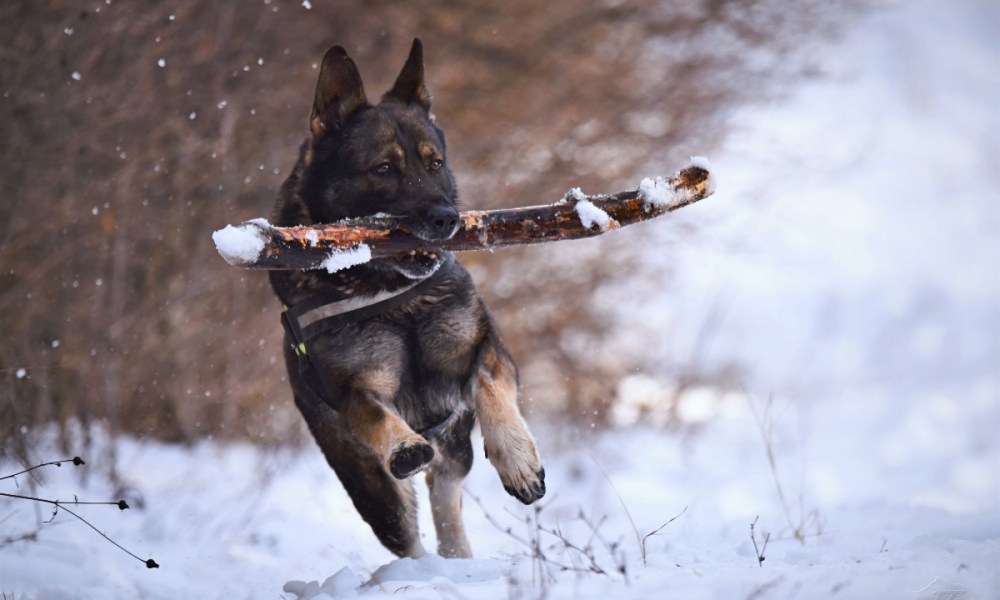 A German shepherd fetching a stick in the snow