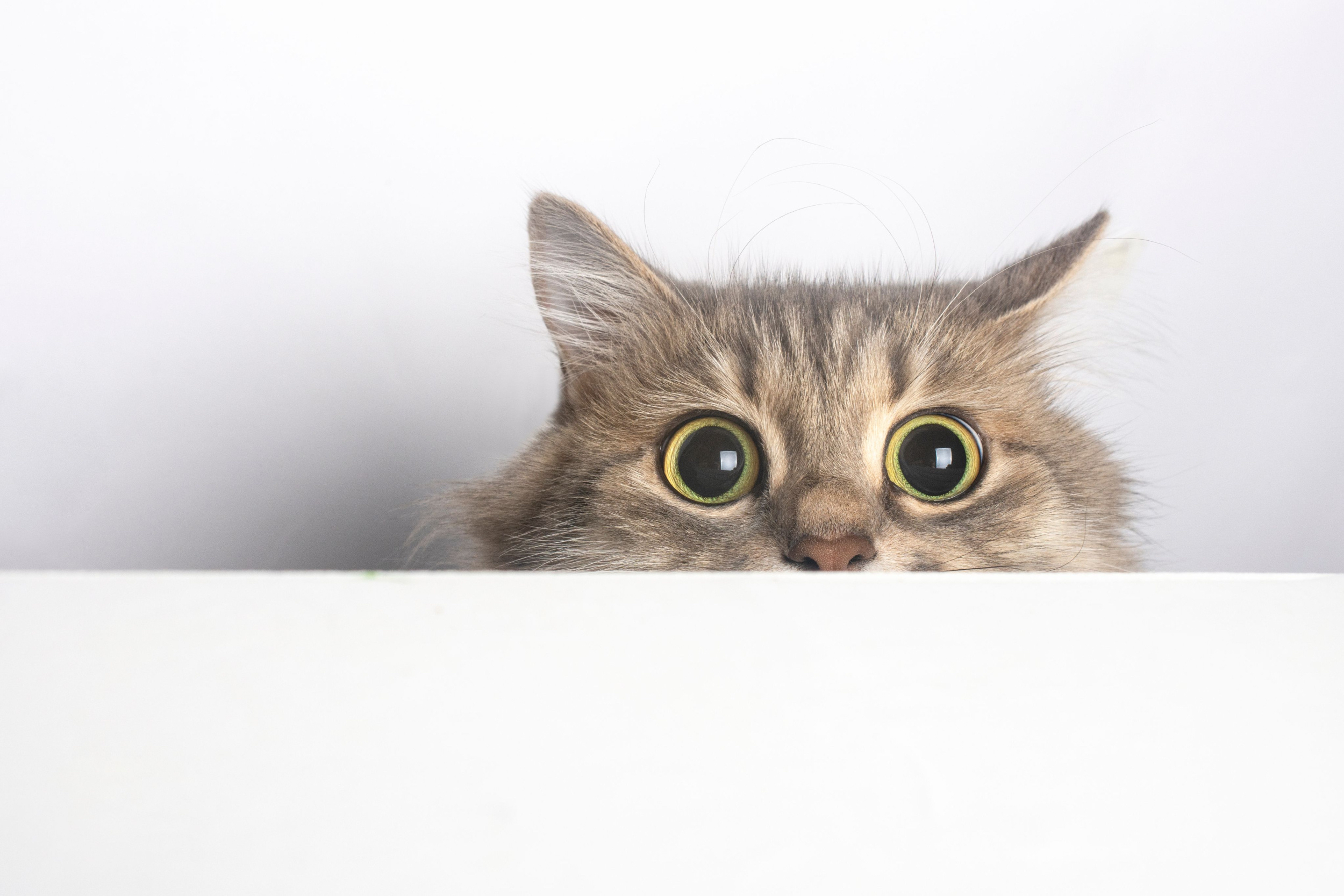 JITTERY KITTIES GETTING SPOOKED – SCAREDY CATS ARE JUST TOO SILLY! ﻿