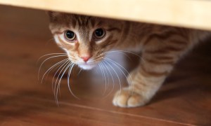 A scared tabby cat hides under furniture.