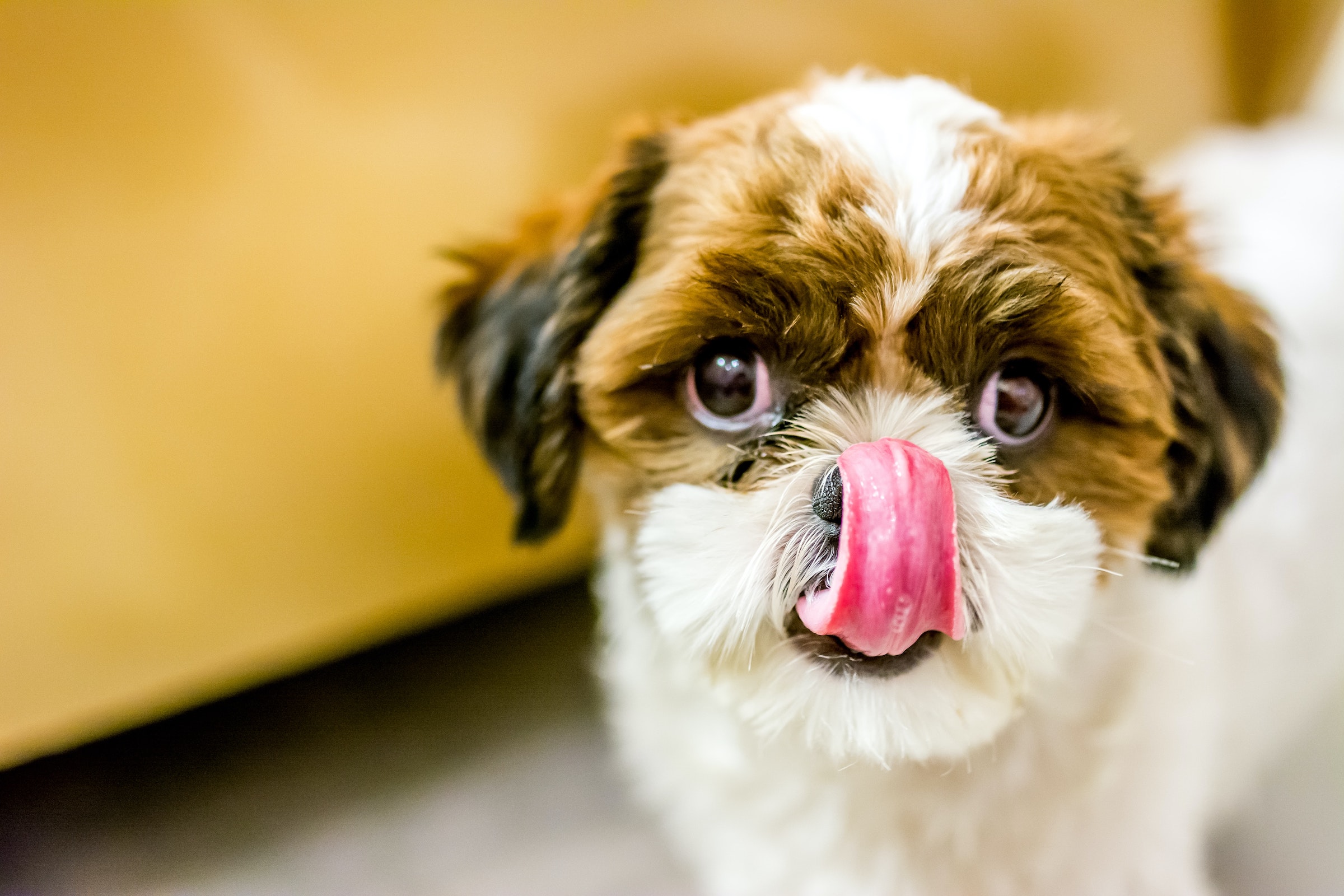 Why Do Dogs Lick You? – Forbes Advisor
