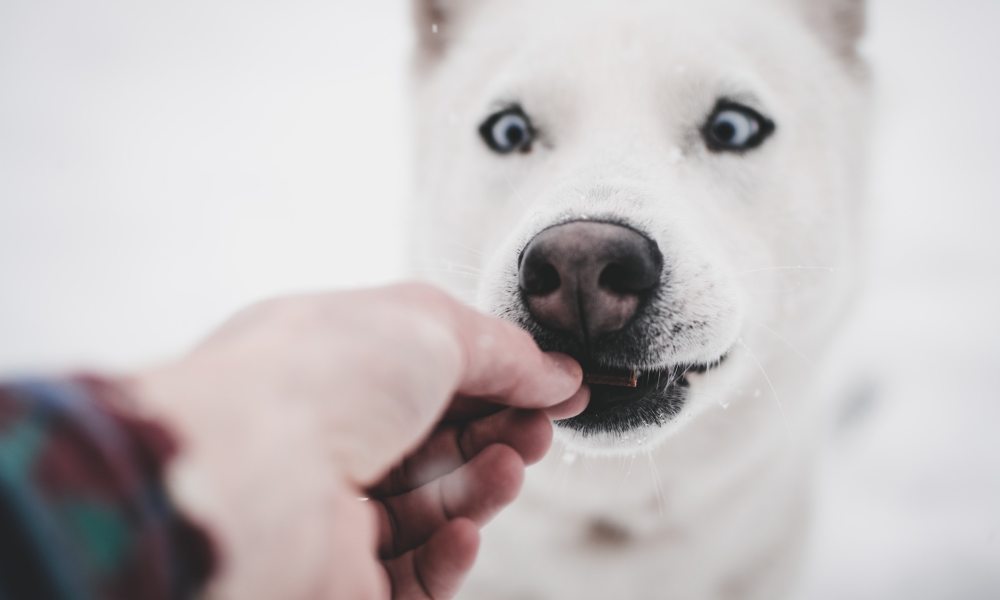 A white husky dog eats a treat from a person's hand