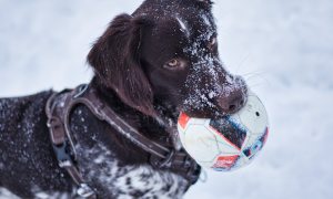 A brown dog holds a soccer ball toy in their mouth while standing in the snow