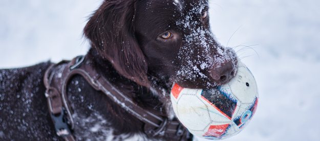 How to Cook Chicken for Your Dog to Help a Sensitive Tummy | PawTracks