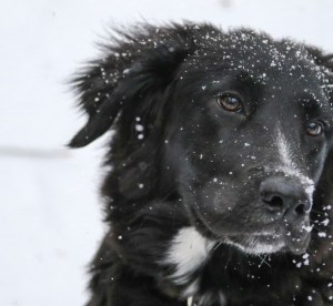 are butter mints bad for dogs