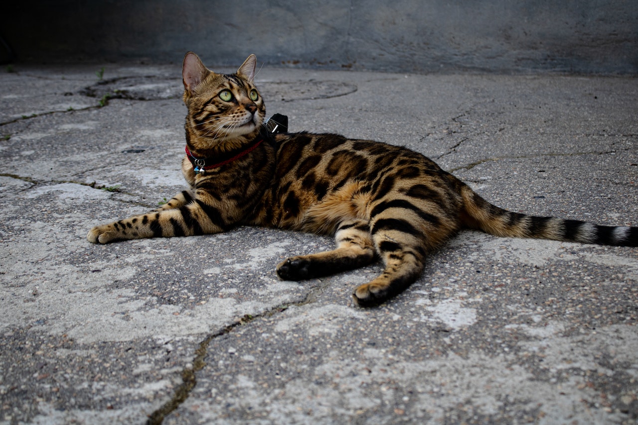 what-to-know-about-the-bengal-cat-breed-and-their-behaviors-pawtracks