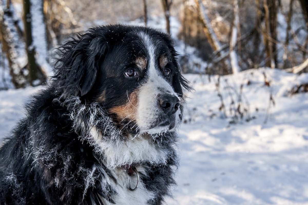 what to do when your your bernese mountain dog has diarrhea