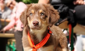 A brown puppy wearing a neon orange harness looks up