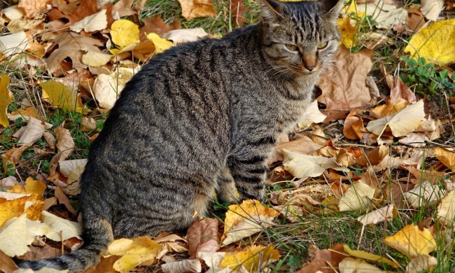 A gray cat in foliage