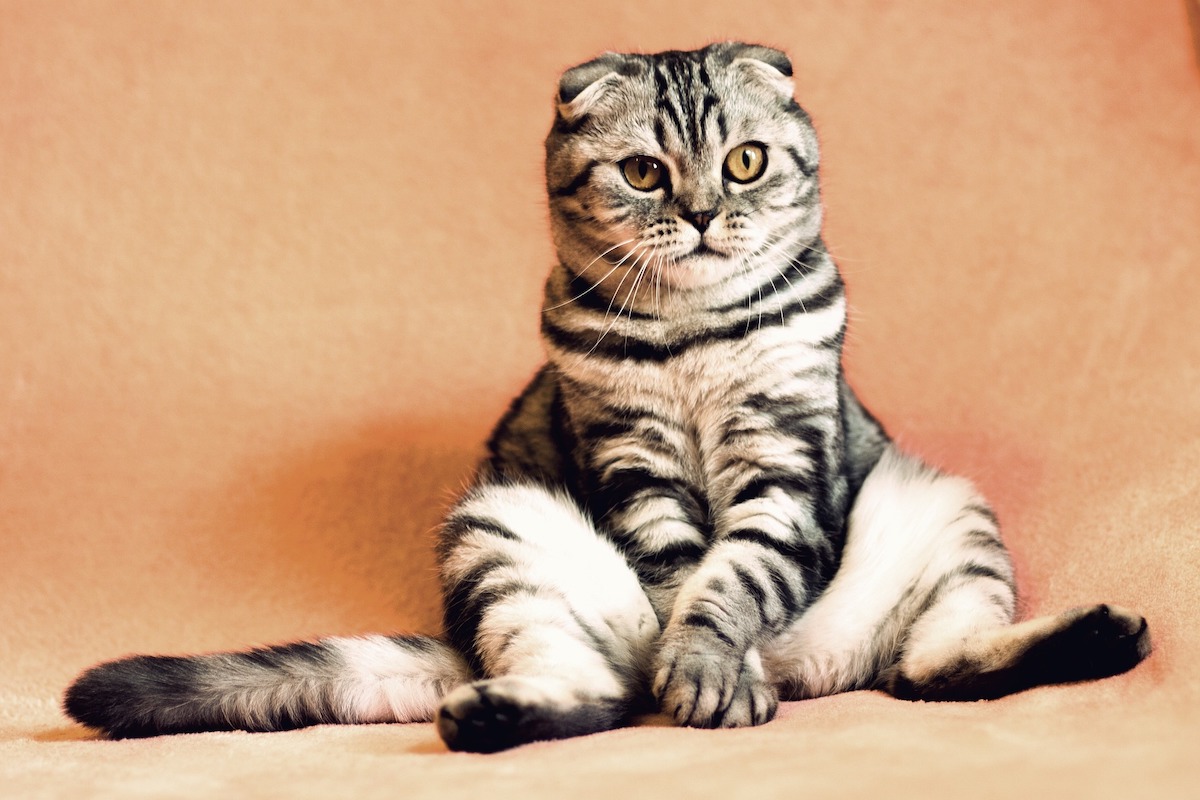 Sphynx Kittens for Sale in Illinois: Breeders List 2023 - Catster