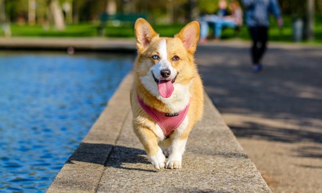 Corgi walks next to the water outside