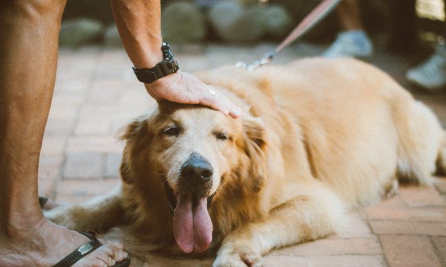 Happy Golden lies down on the pavement to get pets