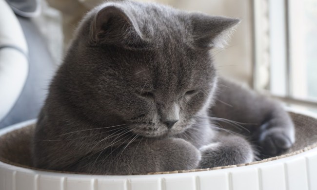 Gray cat in a cat bed