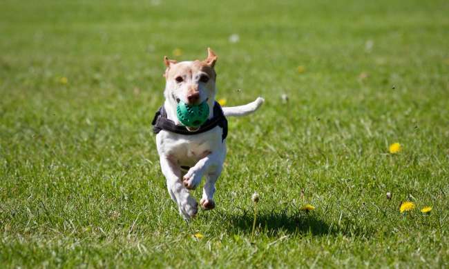 Dog runs through the lawn with a ball