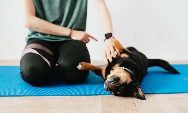 A dog being trained on a mat