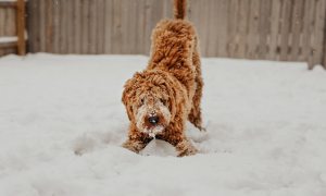 A poodle-mix dog crouches in the snow to play