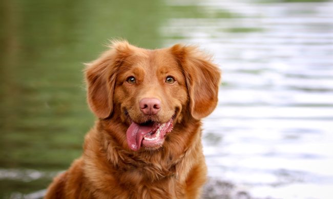 A happy Nova Scotia duck tolling retriever smiles at the camera