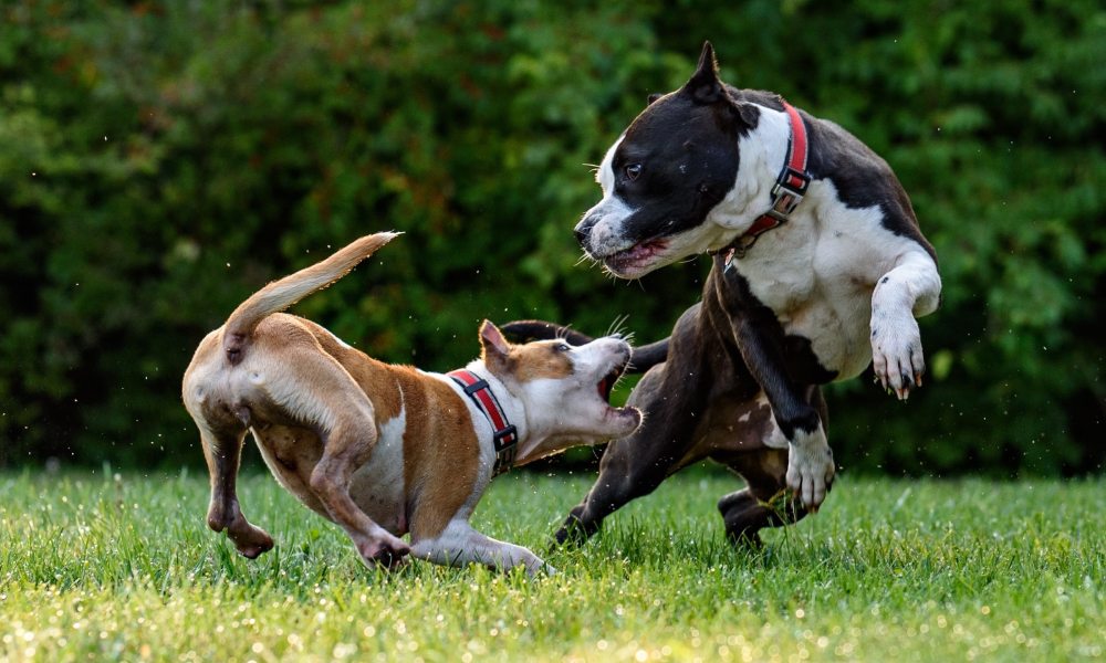 Two pit bull dogs jump and play outside in a grassy yard