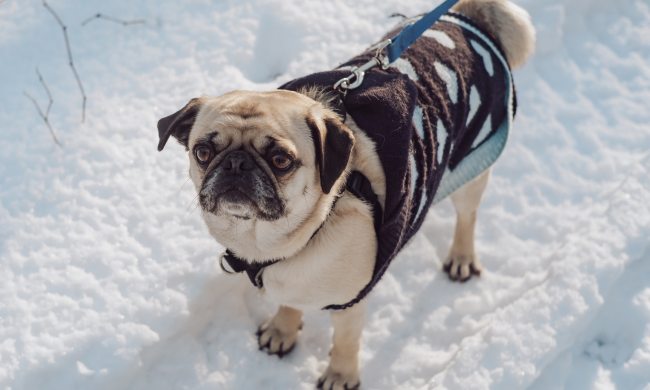 A pug wearing a sweater walks through the snow