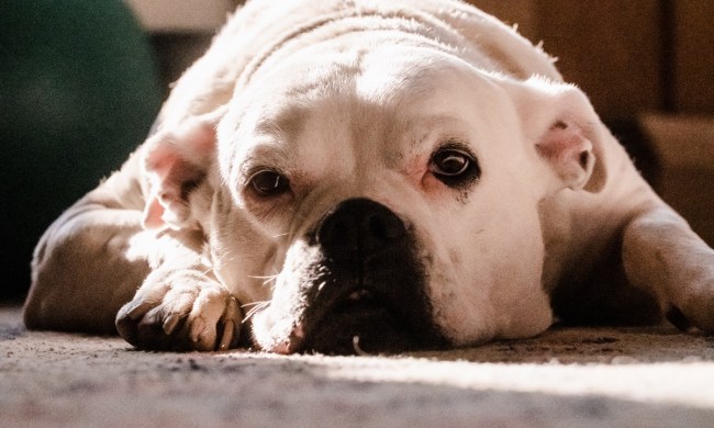 A sad white bulldog