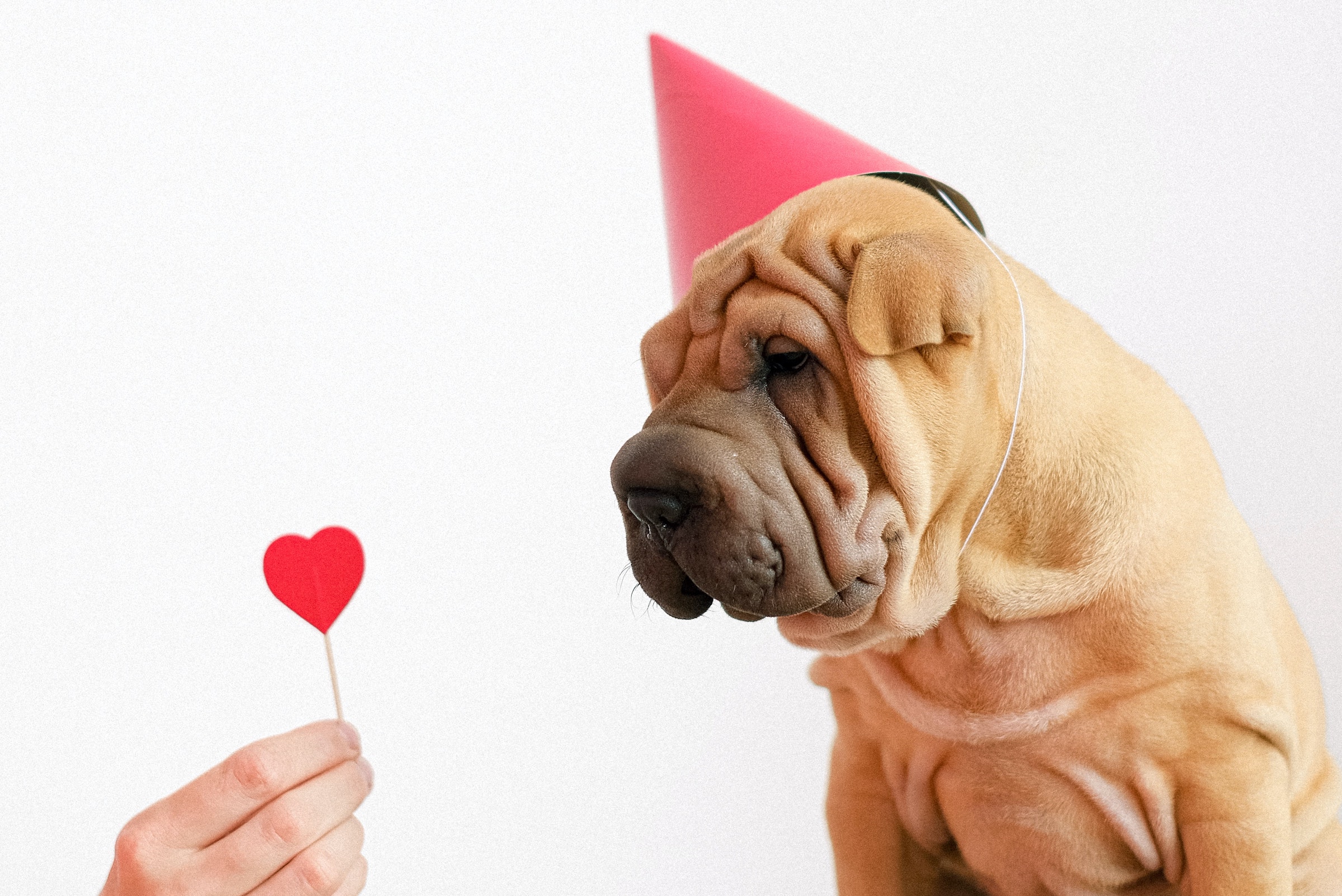 https://www.pawtracks.com/wp-content/uploads/sites/2/2023/01/shar-pei-dog-red-party-hat-hand-holding-heart-lollipop.jpg?fit=1024%2C683&p=1