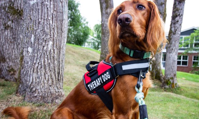 A therapy dog wearing their harness sits and looks to the side