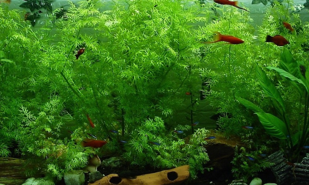 A large aquarium filled with plants and small fish