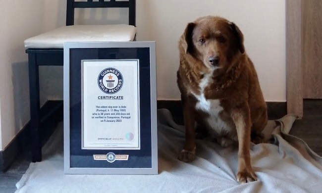 Bobi, the world's oldest dog, sits next to his plaque commemorating his world record