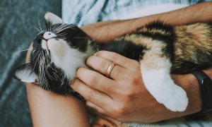 Person wearing a wedding ring holds cat in hands