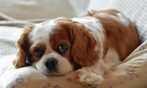 Cavalier King Charles spaniel lies on a pillow and looks into the camera with big eyes