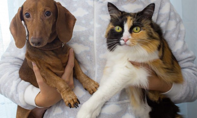 Pet parent holds their cat and dog