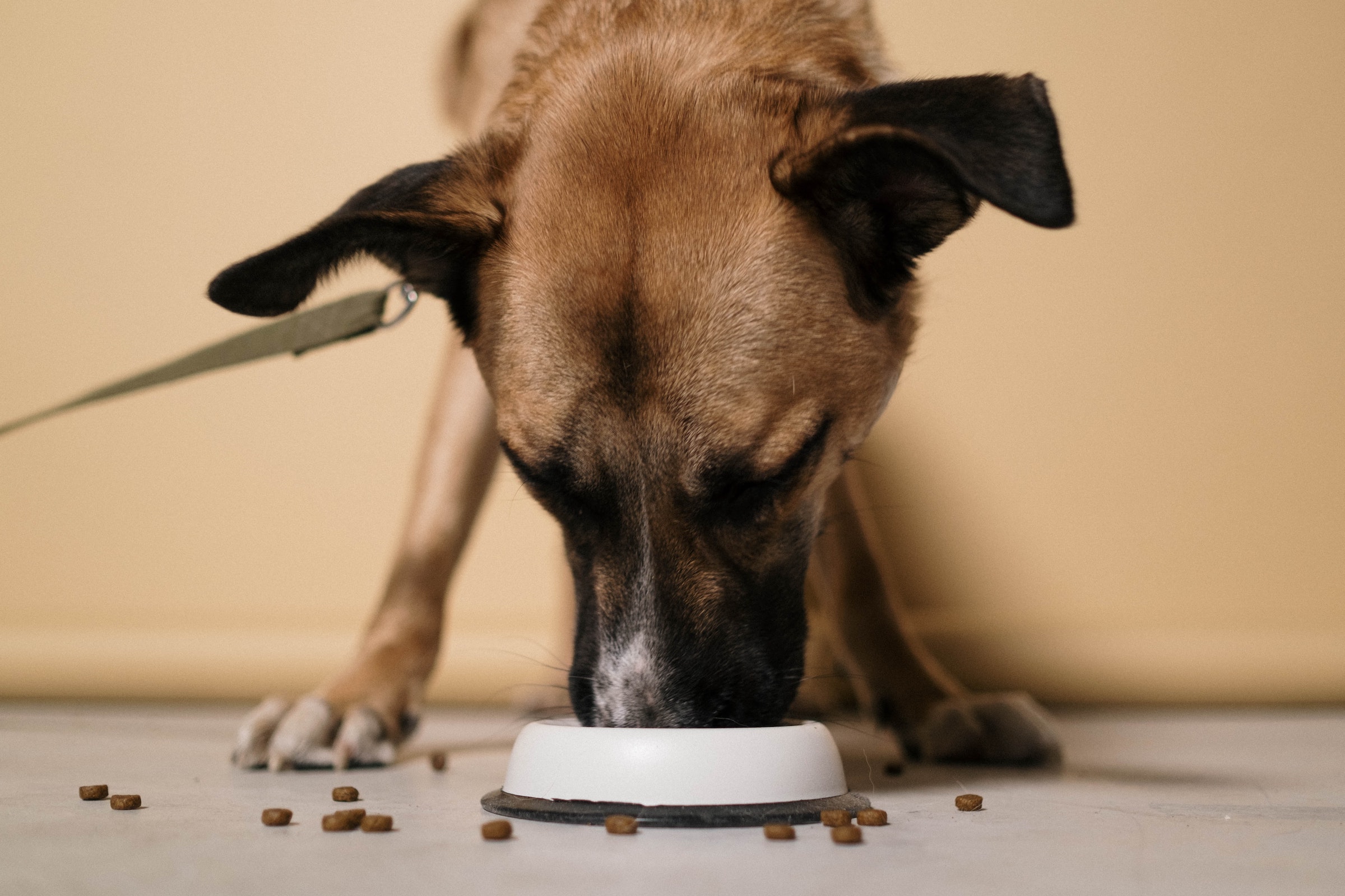 Can Dogs Eat Raisins or Trail Mix Why To Skip These Snacks PawTracks