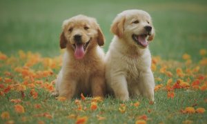 Two puppies sit in a lawn with flowers