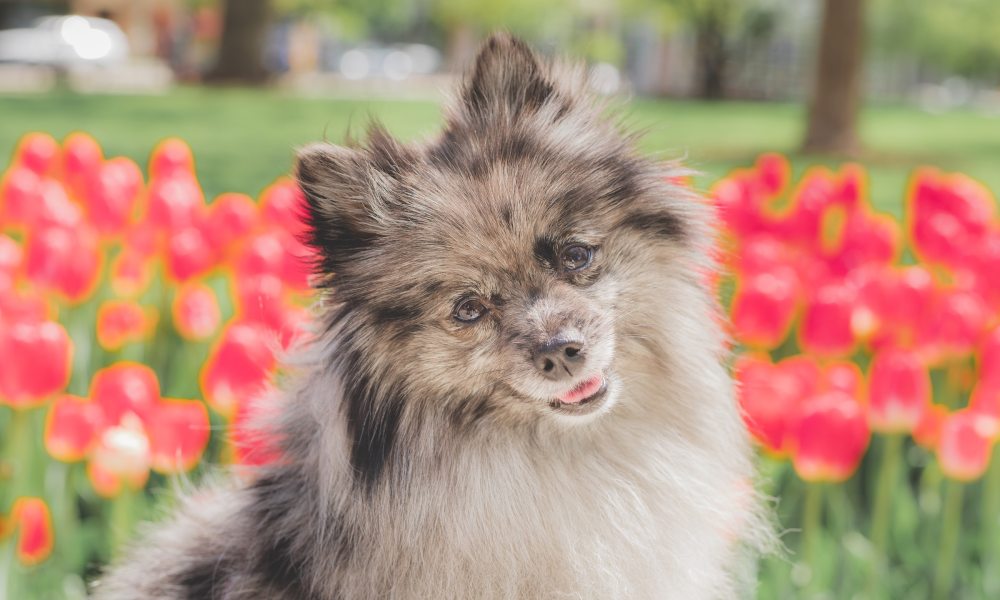 A black and white Pomeranian sits in front of a tulip field and gives a head tilt