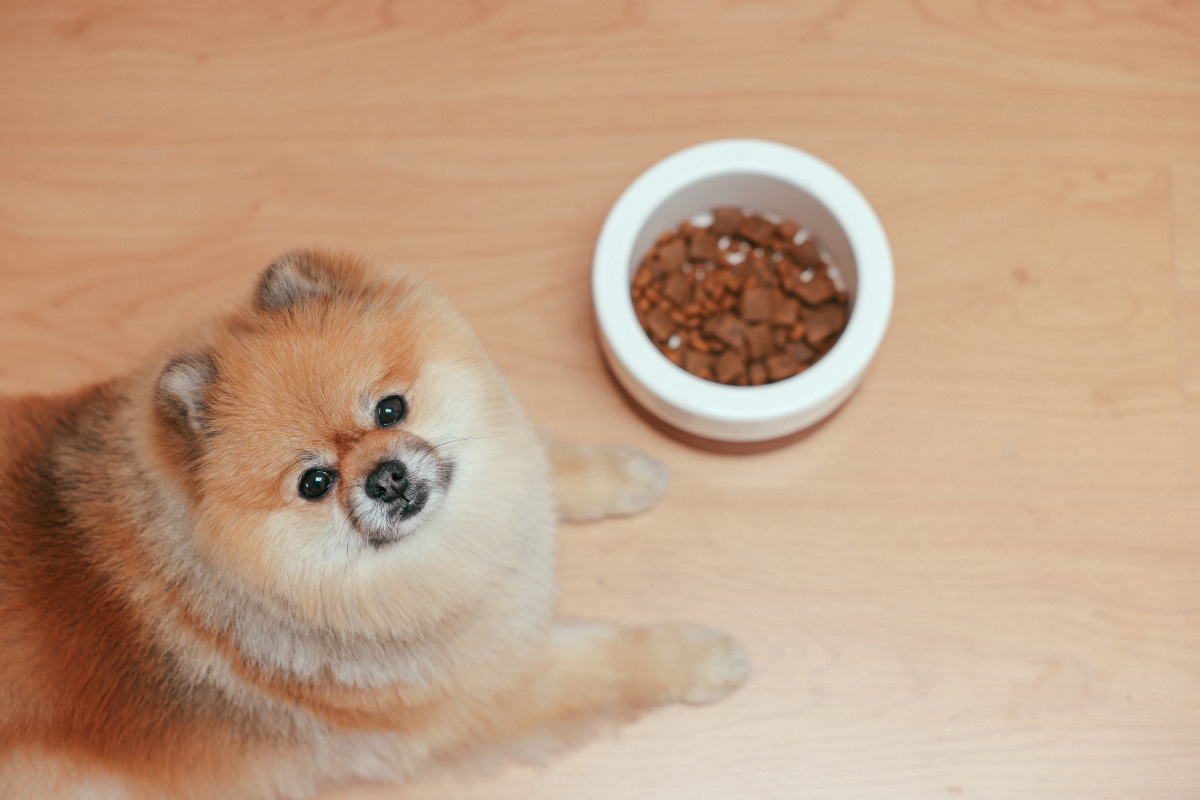 how smart is a pomeranian