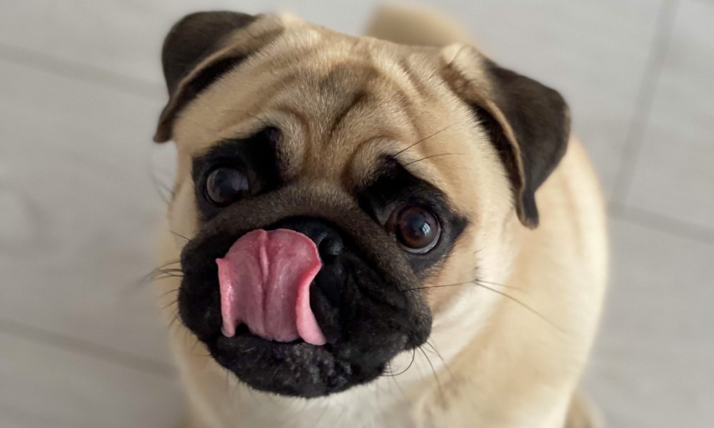 Pug licks their lips and looks into the camera